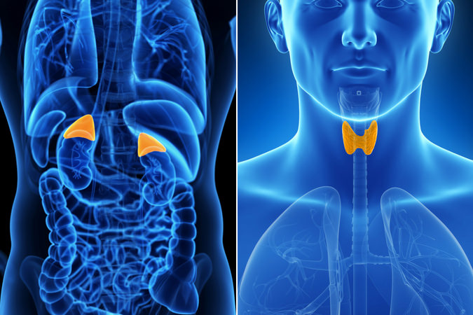 Two computer graphics of body highlighting the adrenal and thyroid glands.